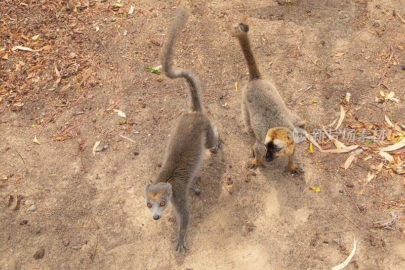 可爱的棕色狐猴(Eulemur fulvus)有橙色的眼睛。